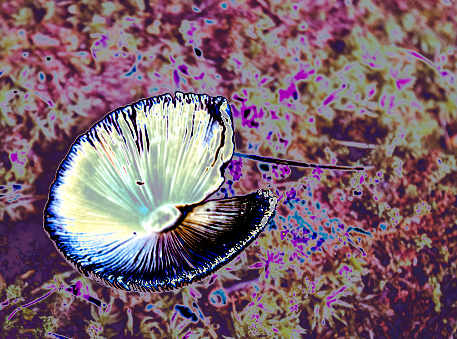Mushroom Moment