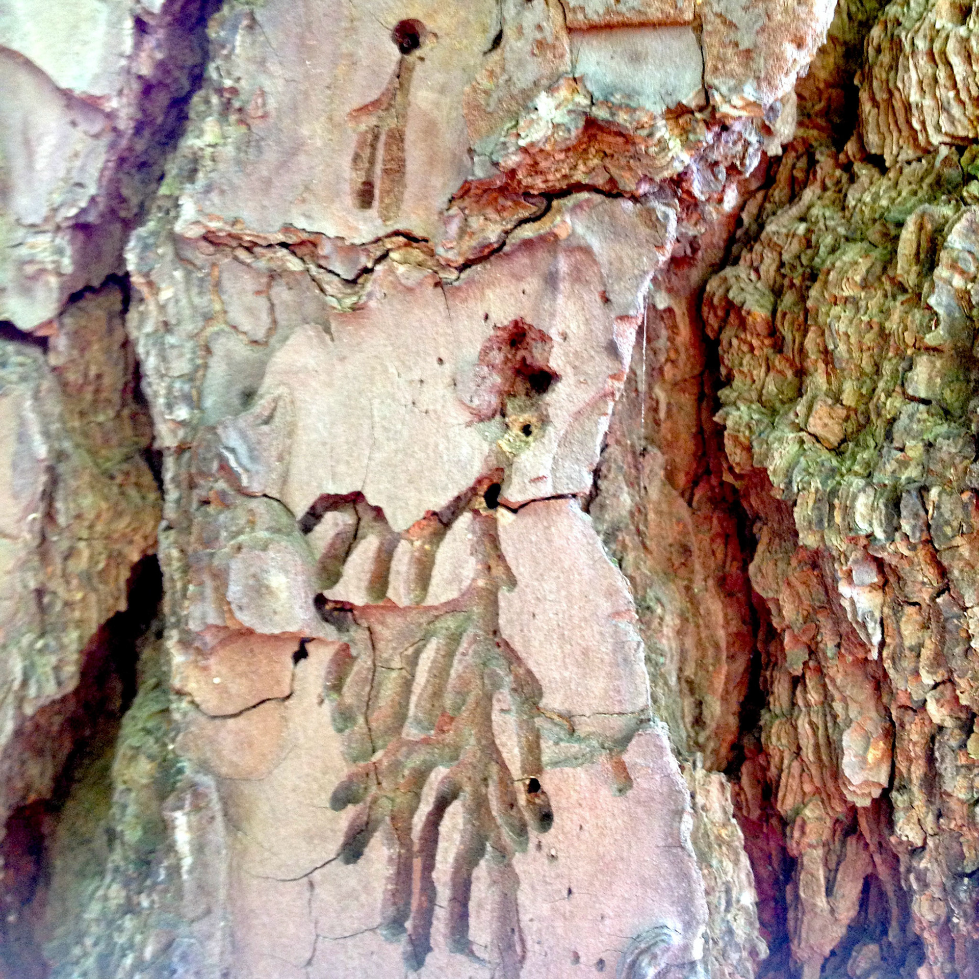 Tree Dancers 