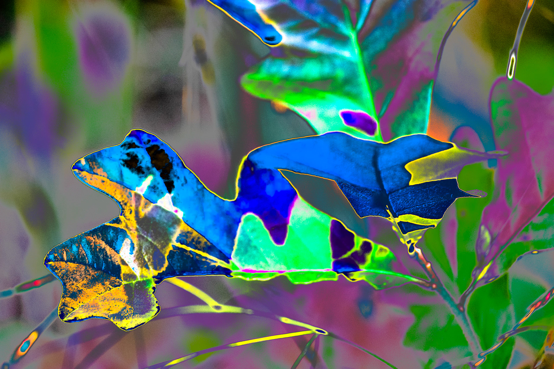 Creating a World of Wonder