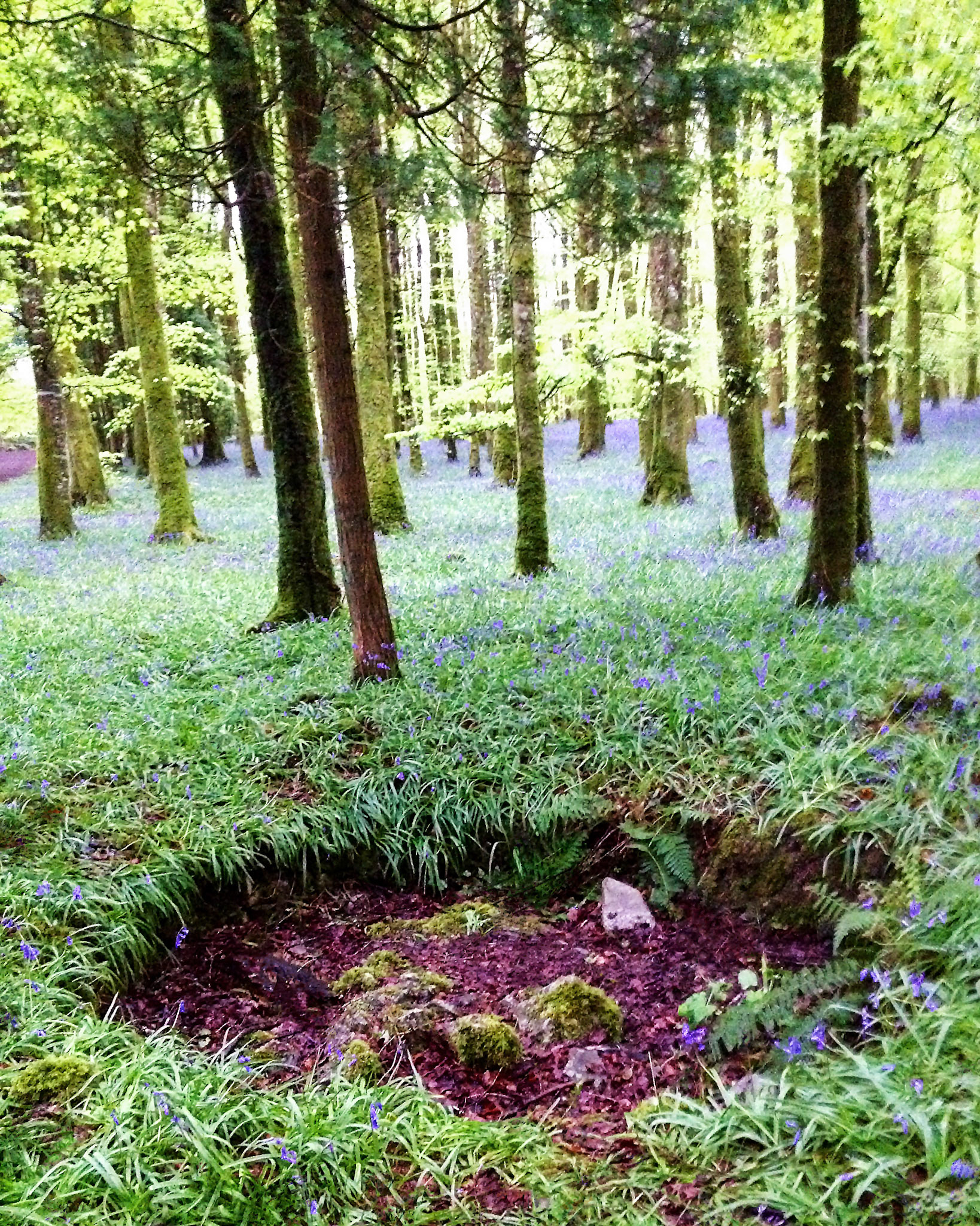 For the Love of Ireland