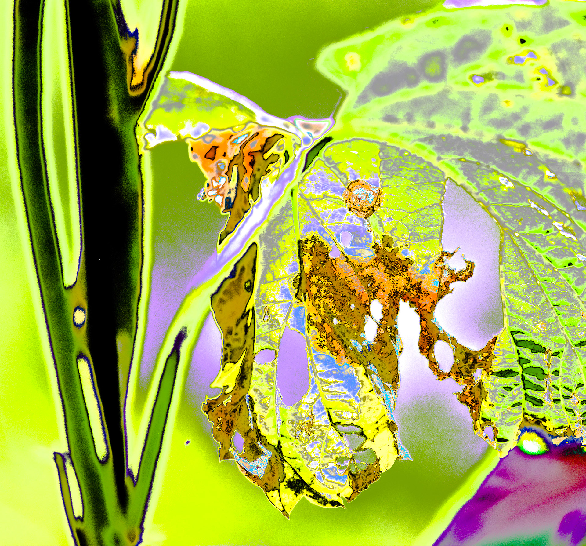 Delightful Fairies of Decay