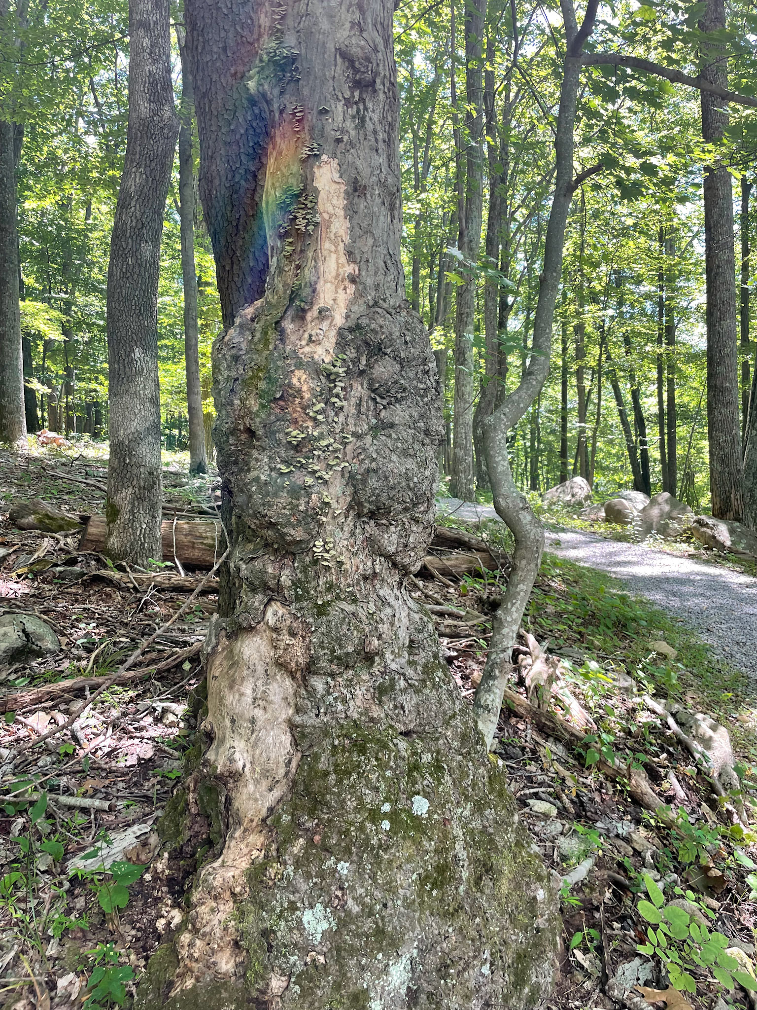 She of Rainbow and He Beside