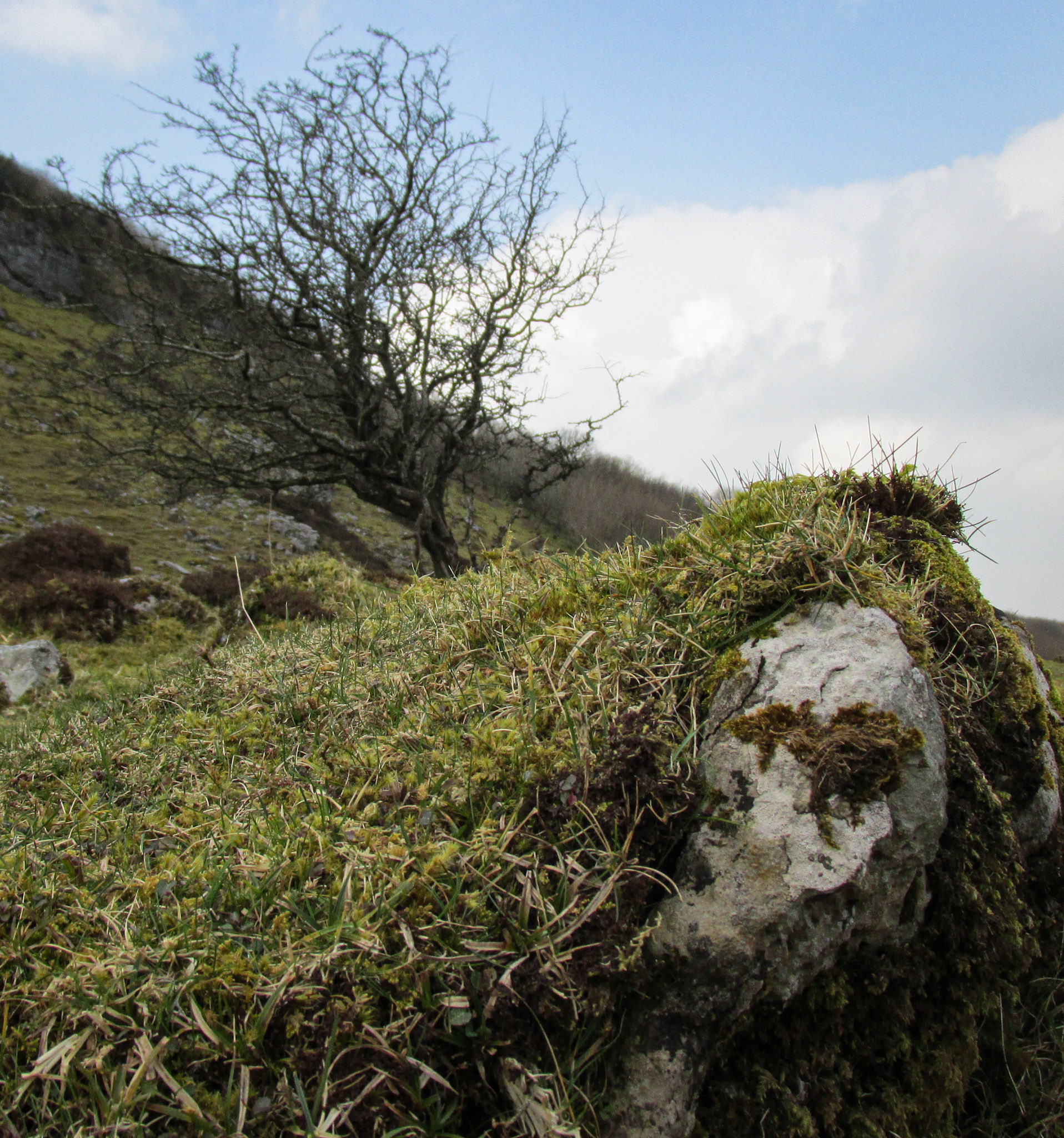 She Who Fell at Carrowkeel