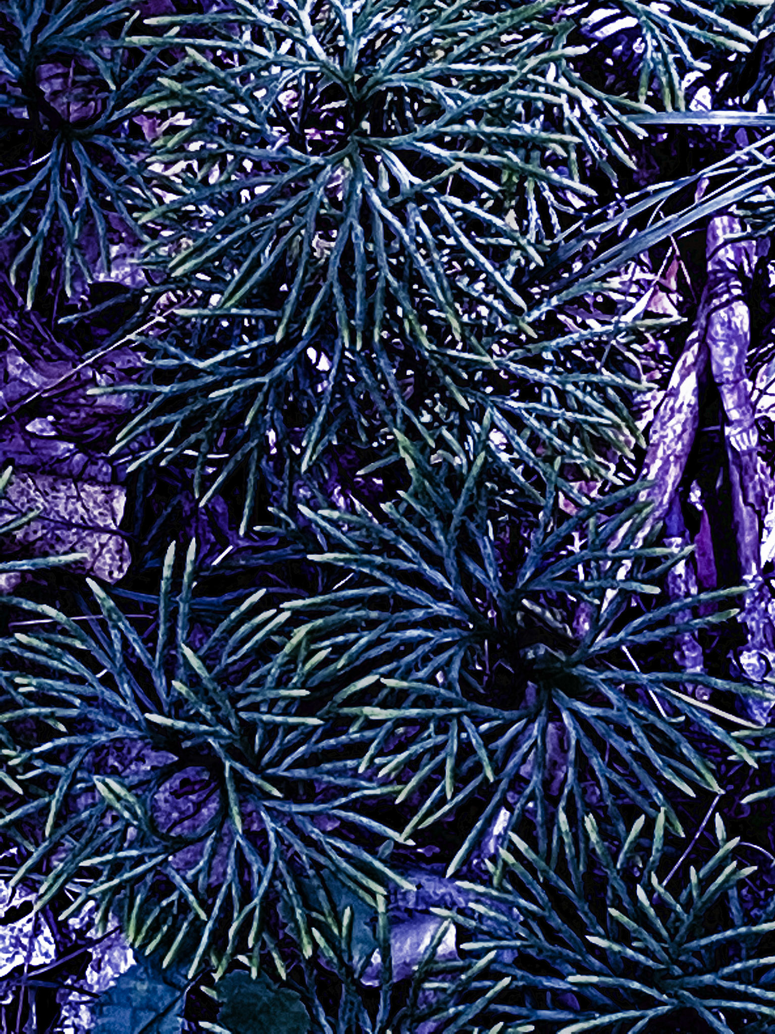 Stars on the Forest Floor Alterations Most True