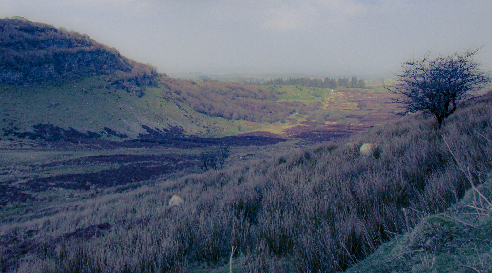 Windswept