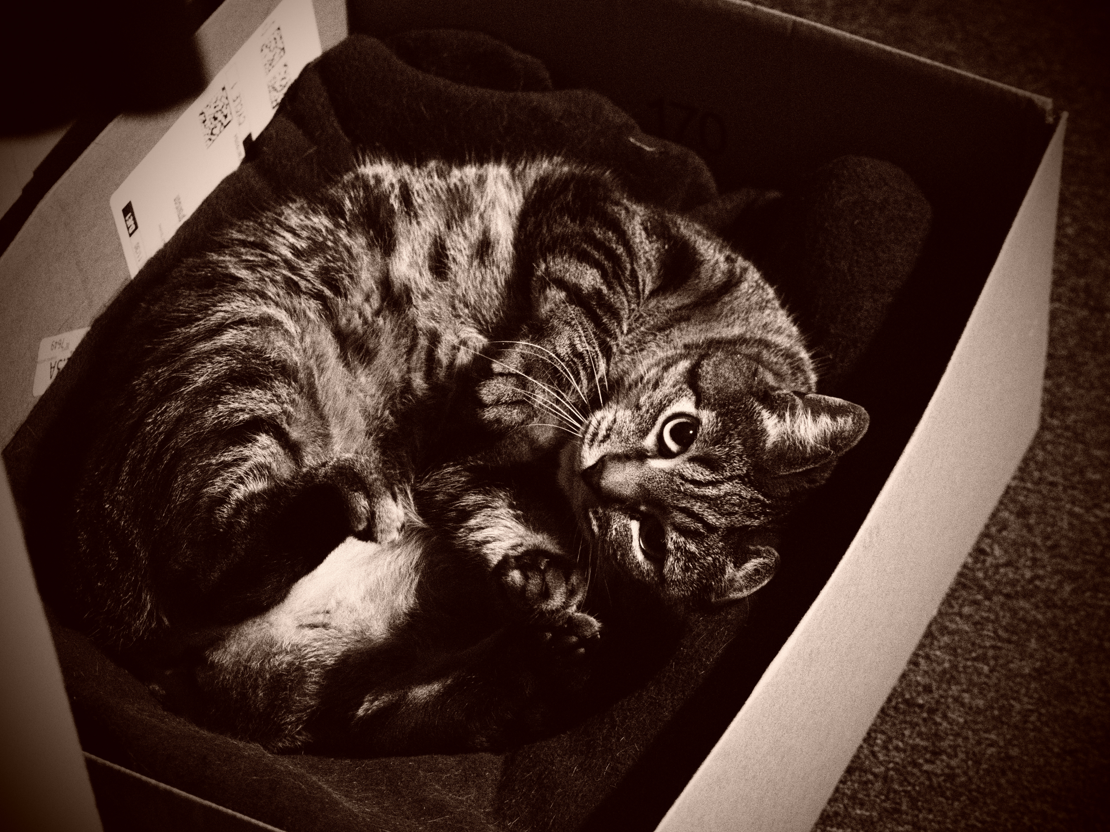 Obligatory Cat Picture