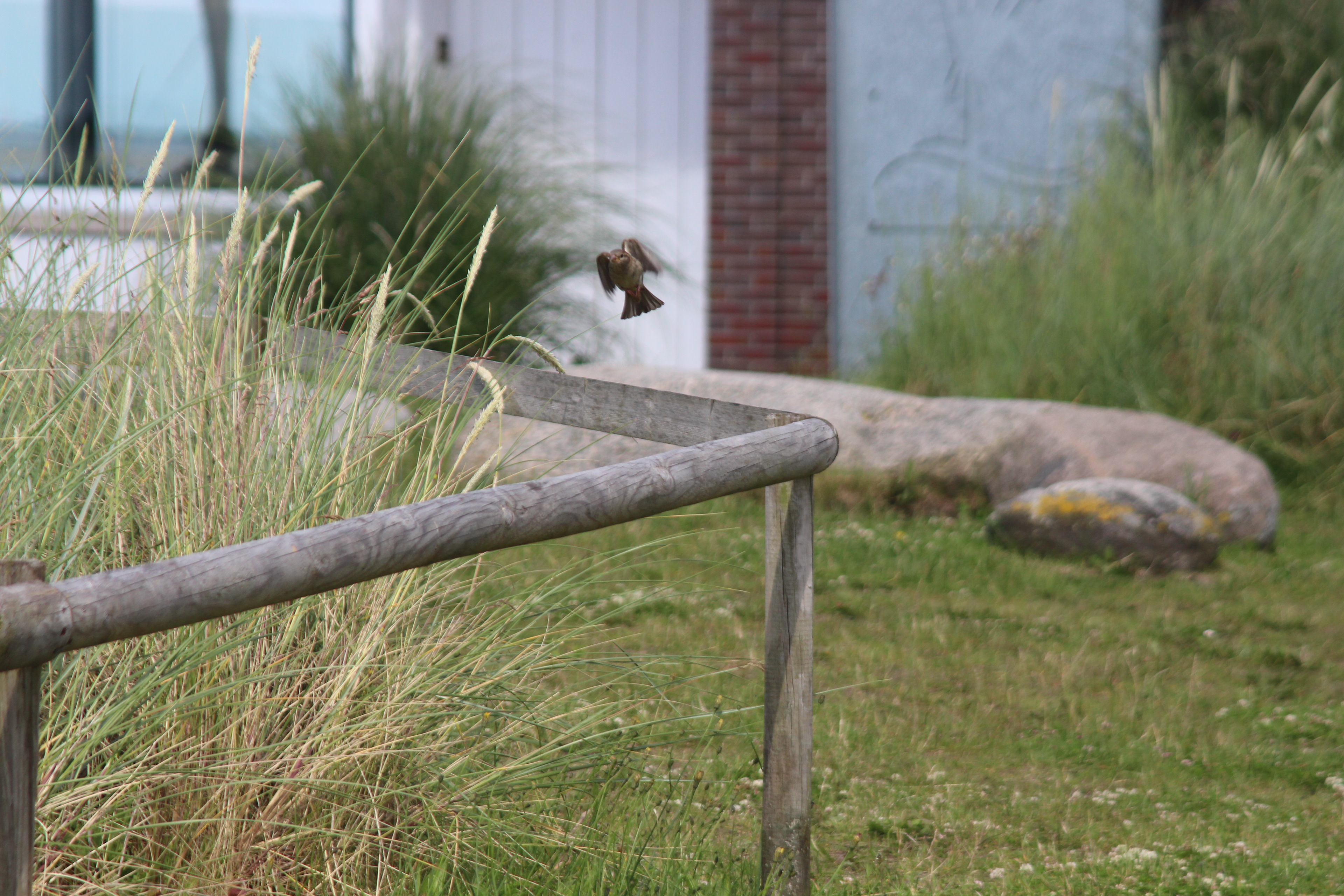Vogel beim Abflug, unbearbeitet