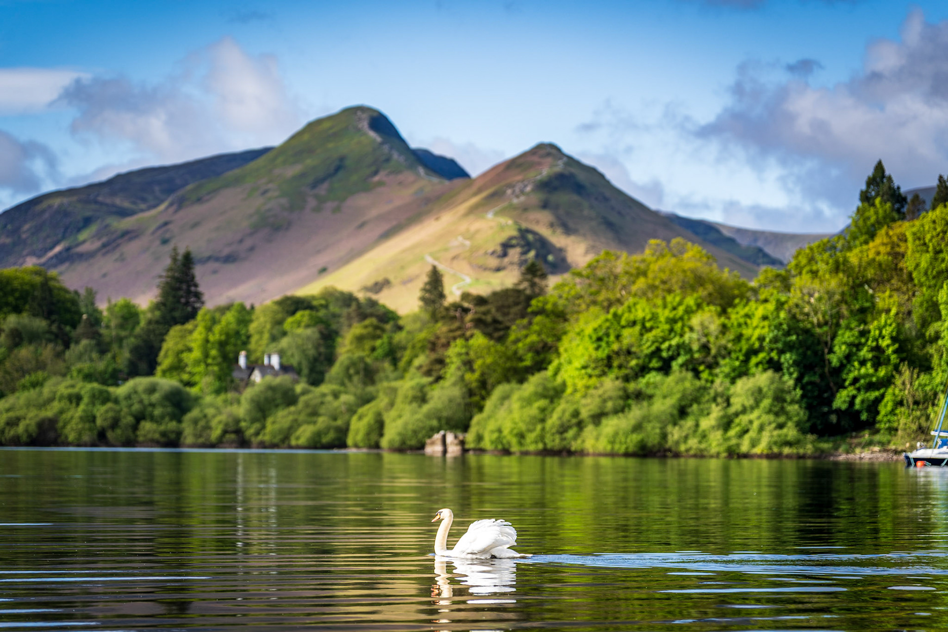 Derwentwater Swan