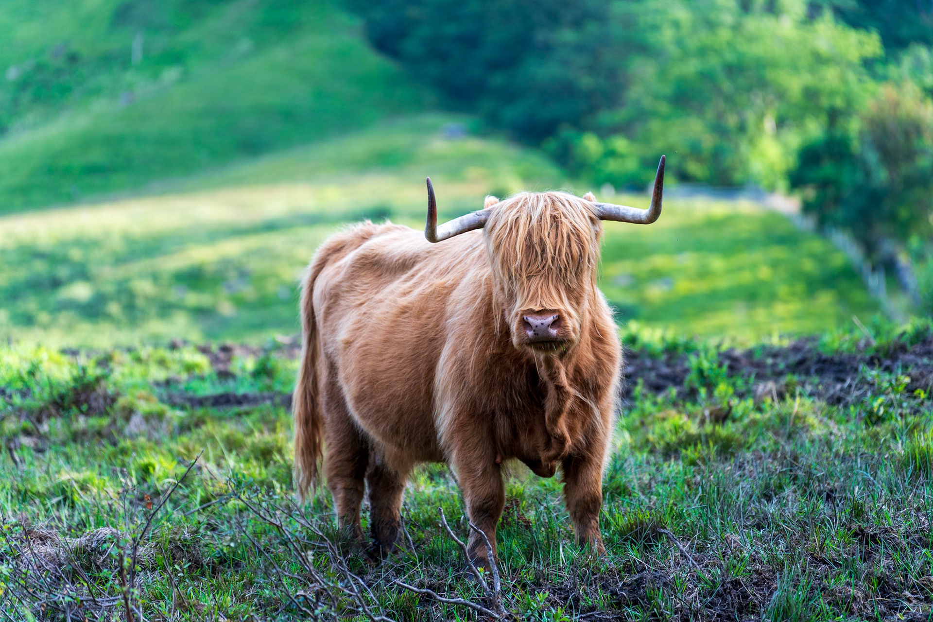 Highland Cow