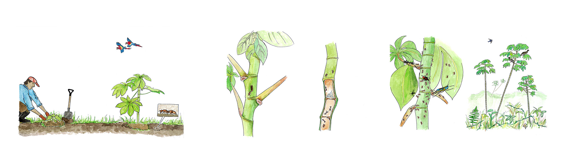 Mutualism: Cecropia trees and ants