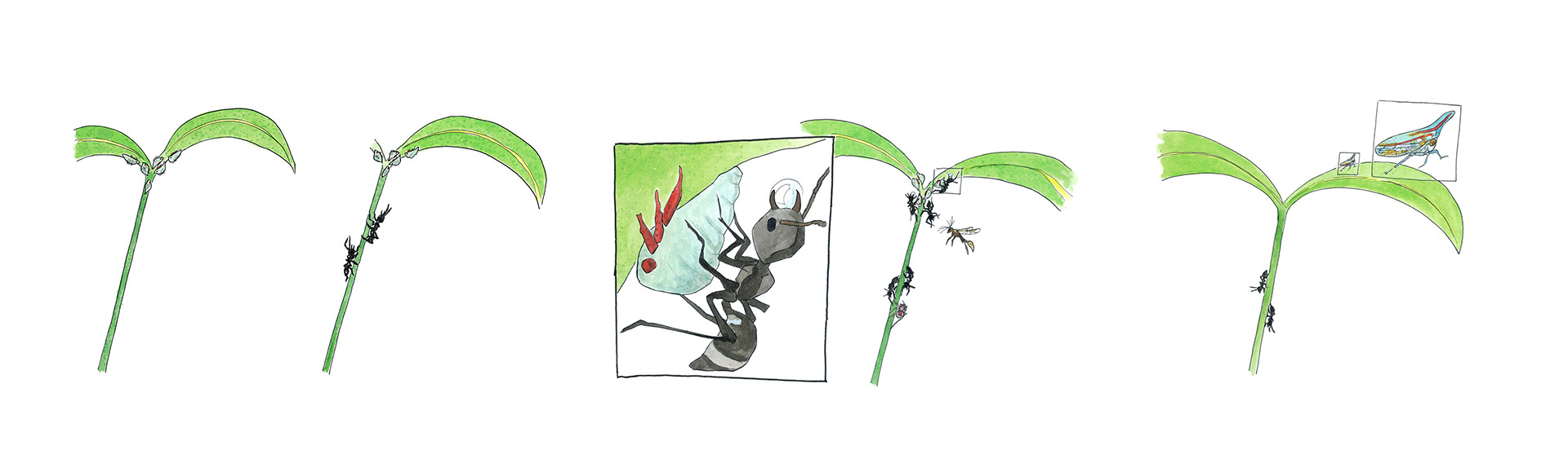 Mutualism: Homoptera-nymph tending ants