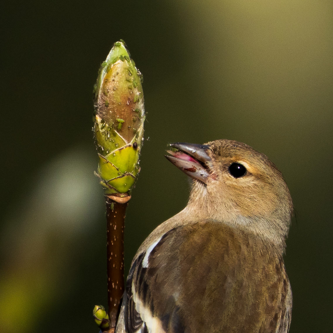 Chaffinch