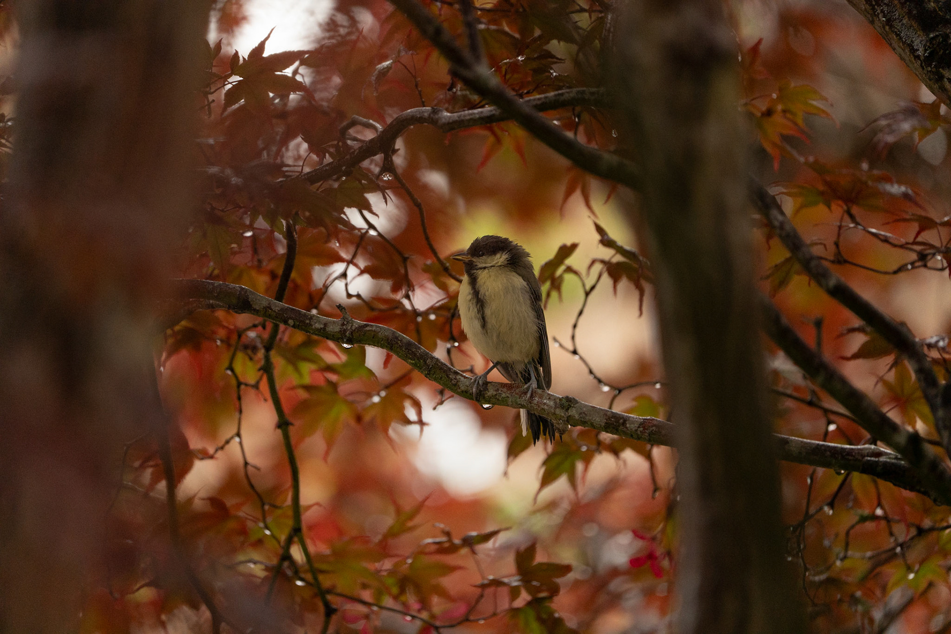 Juvenile Great tit