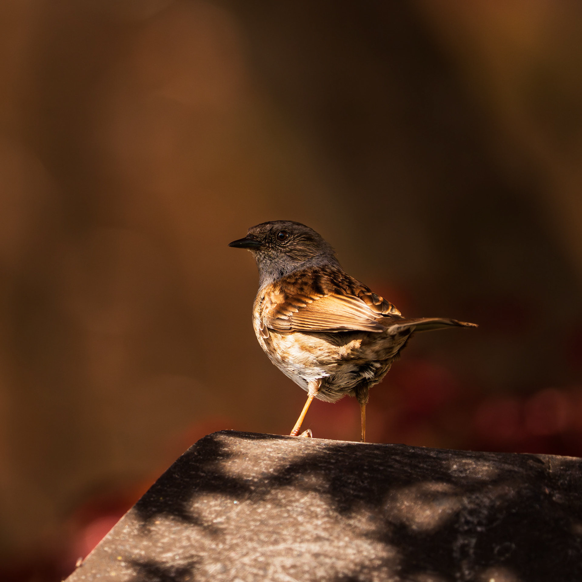 Dunnock