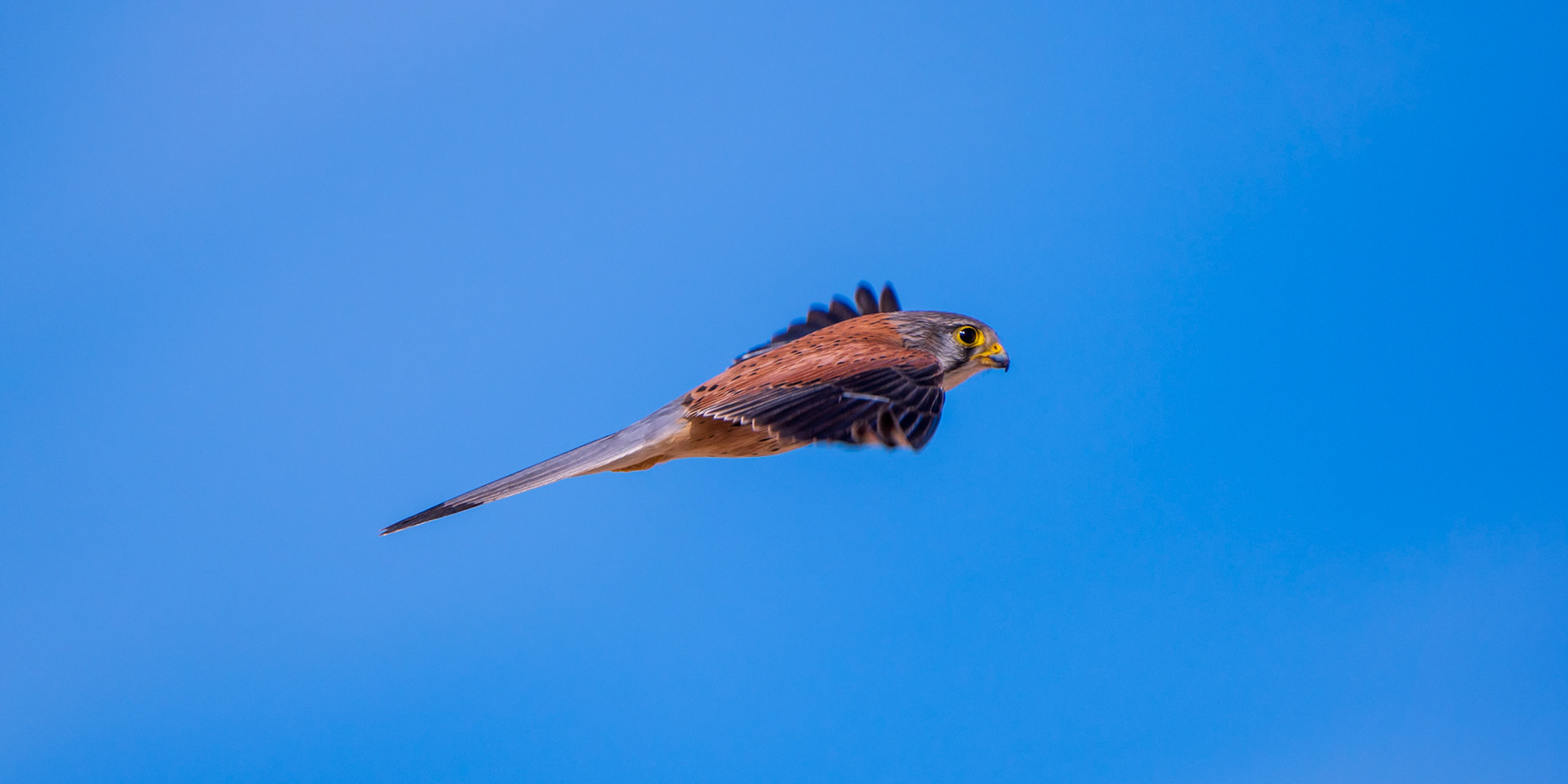 Kestrel