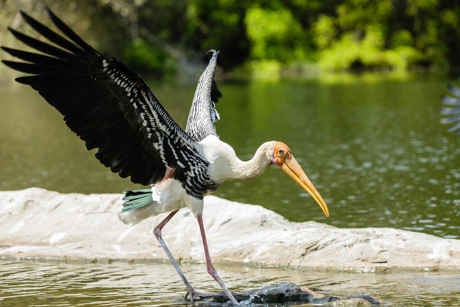 A painted stork lands in the water at Ranganathittu, Karnataka