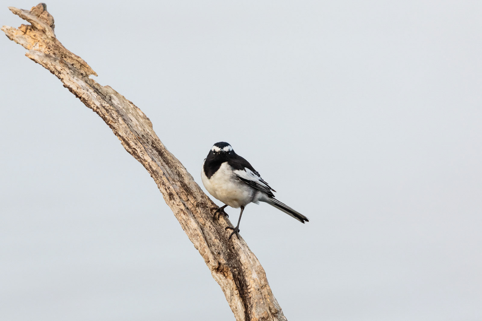 A white browed wagtail at Bhadra Wildlife Sanctuary, Karnataka