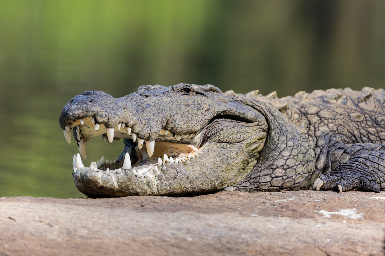 A Crocodile basks with its mouth open at Ranganathittu, Karnataka.