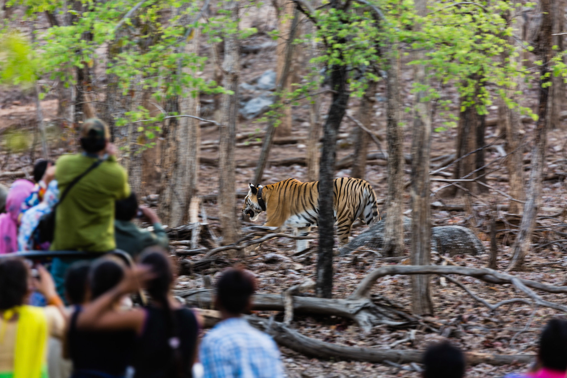 A glimpse of Collarwali, one of the most famous and fierceless tigers of Pench. Of all the missed moments, this is definitely the most regrettable.