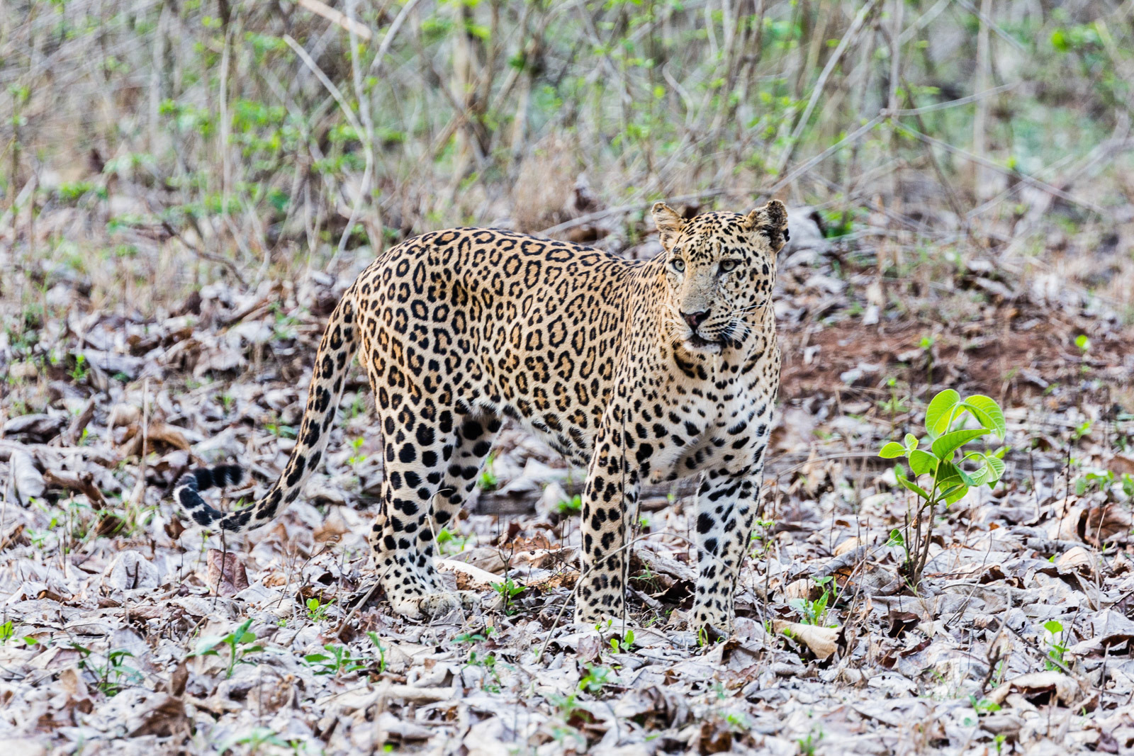 Leopard at Nagarhole National Park, Karnataka