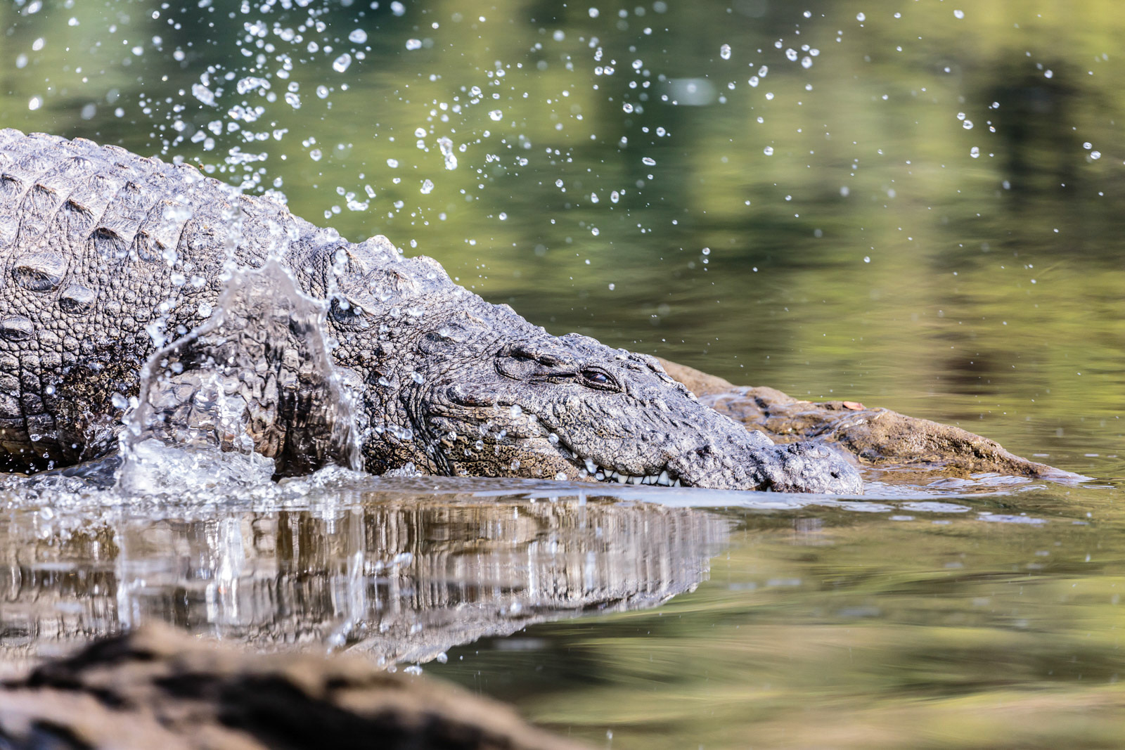 A crocodile enters the water and in the process creates a water splash at Ranganathittu, Karnataka.