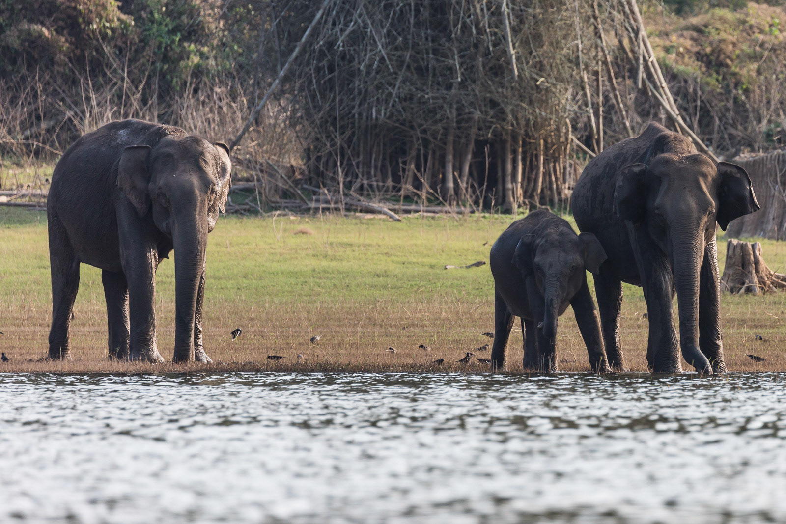Elephants cool off on the riverside of Kabini river at Nagarhole National Park, Karnataka