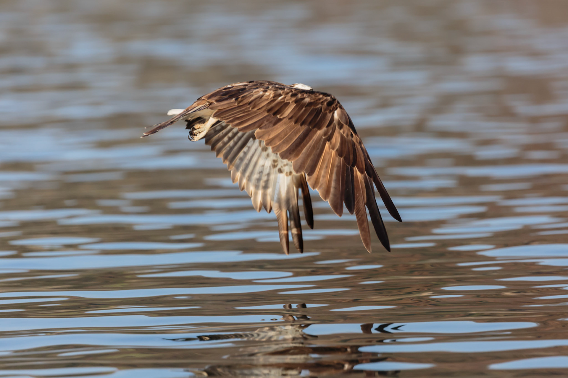One more for the game of "Guess the Bird", the shutter click was just off to cover the Osprey's head.