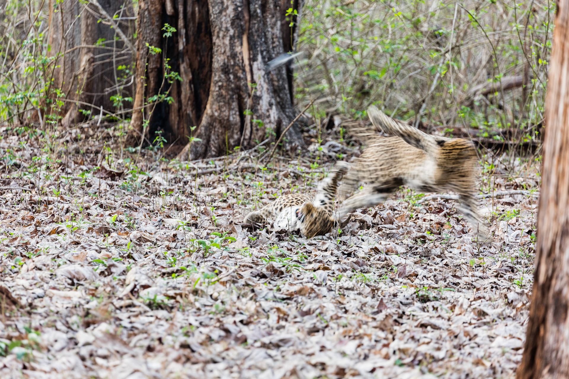 I was so busy capturing the still shots of the leopards mating that I had never expected a moment like this would occur. The female kicks off the male leopard and it was all a blur thanks to the slow shutter speed.