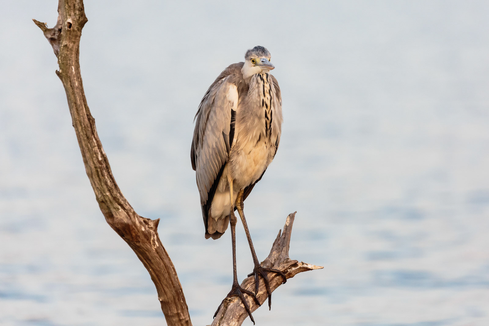 A grey heron at Bhadra Wildlife Sanctuary, Karnataka