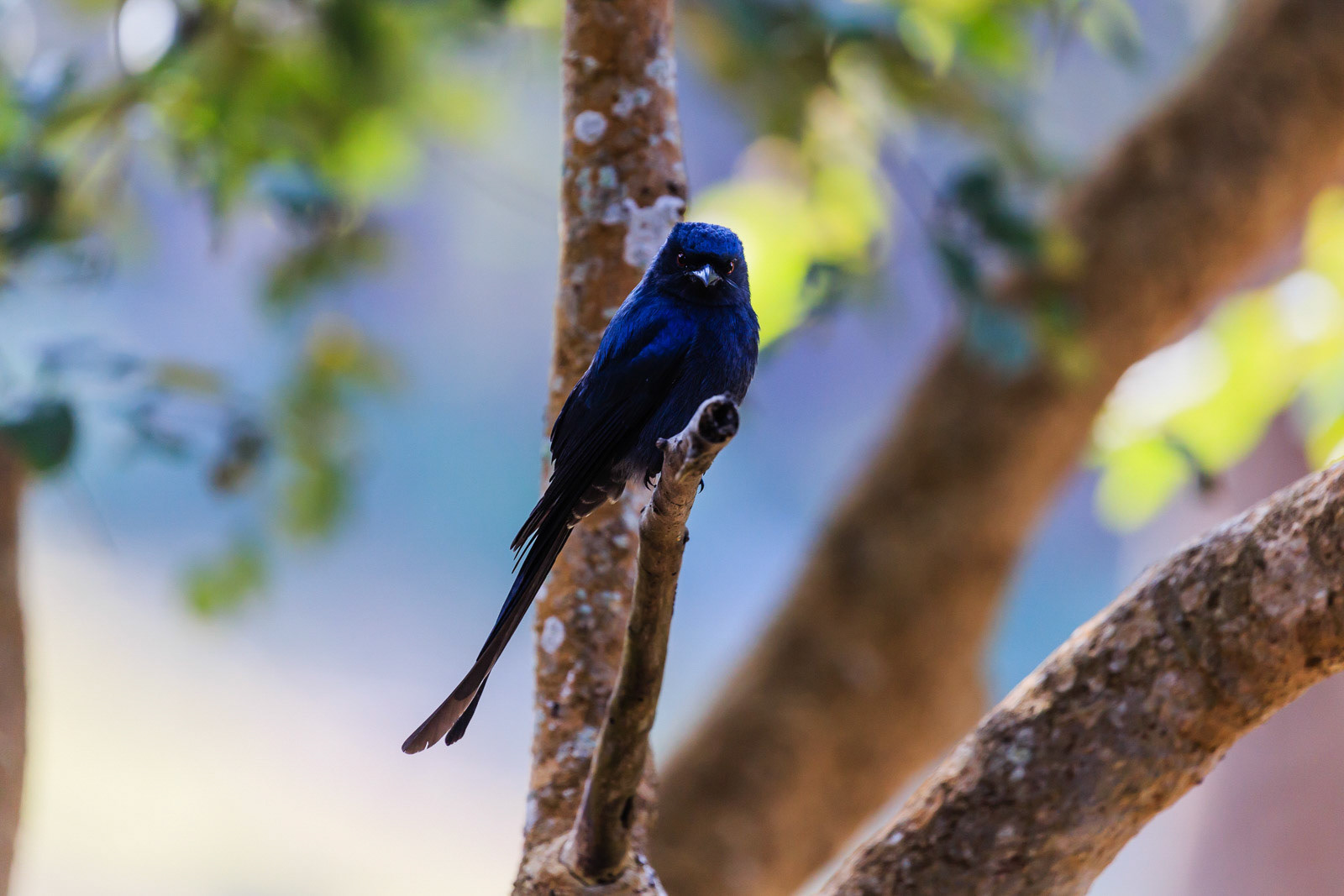 An Ashy Drongo perched on a branch at BR Hills, Karnataka