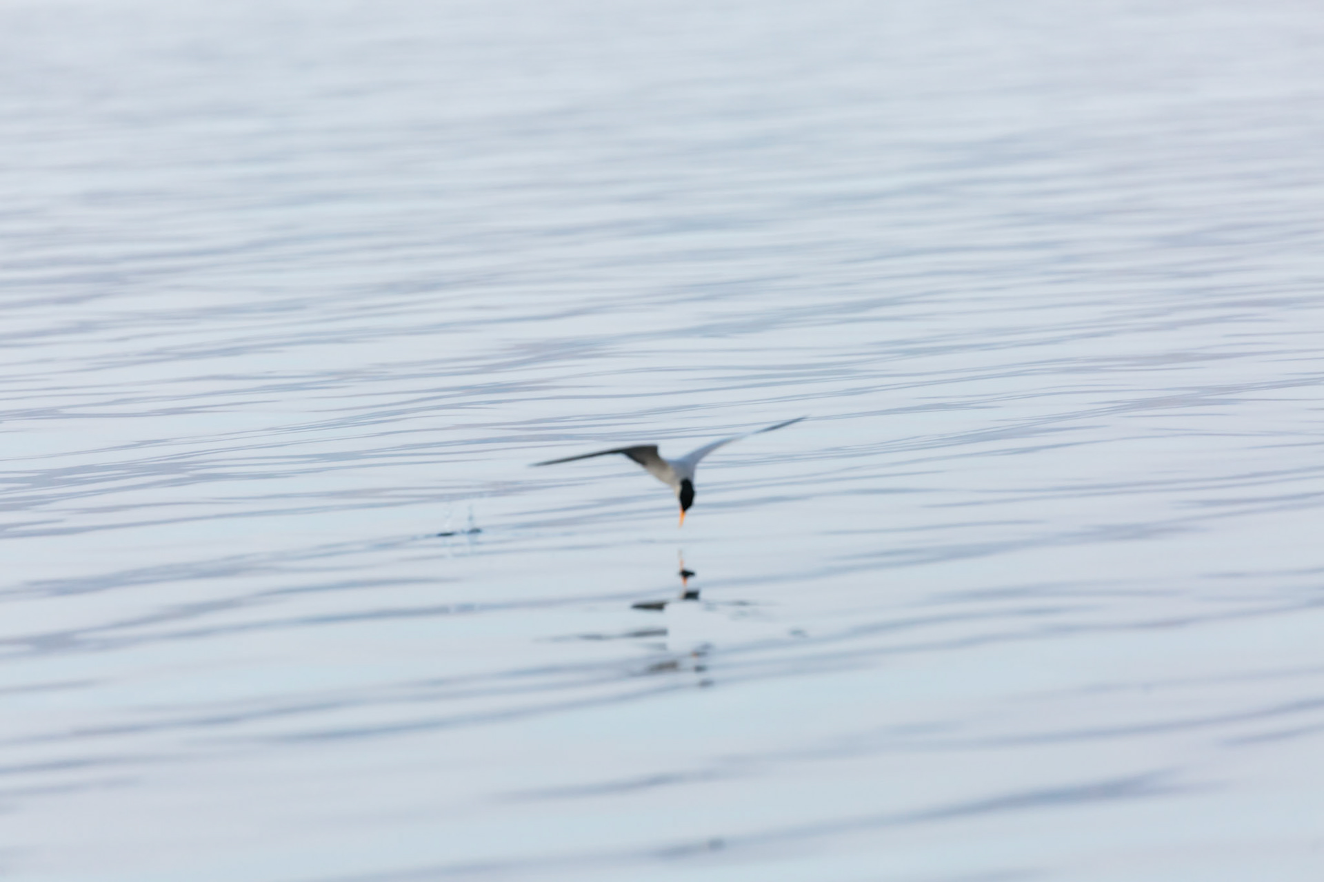 The focus just was not fast enough to catch this awesome moment. Who says it's easy taking shots with telephoto lenses?