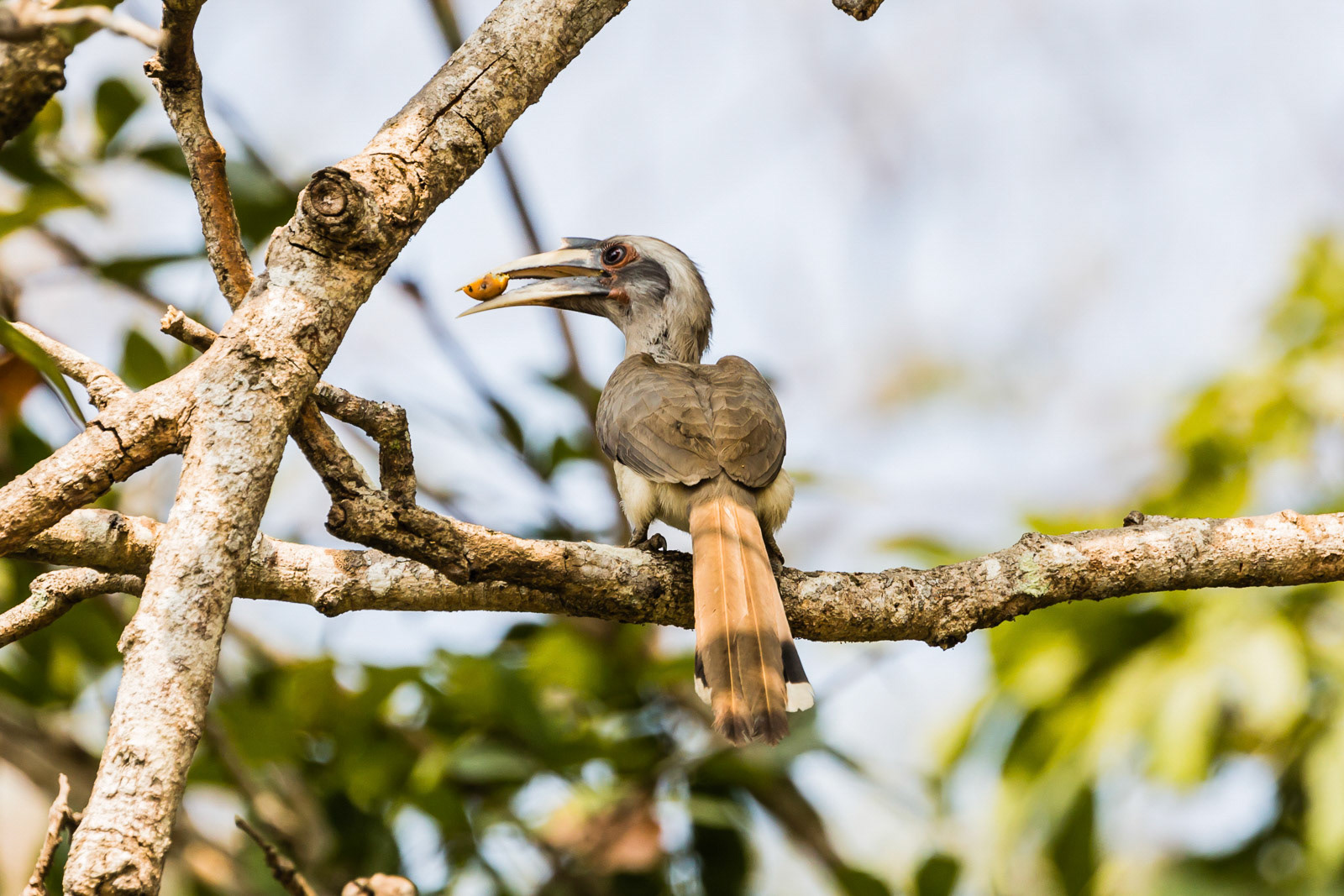 An Indian Grey Hornbill with fruit at Dandeli Wildlife Sanctuary, Karnataka