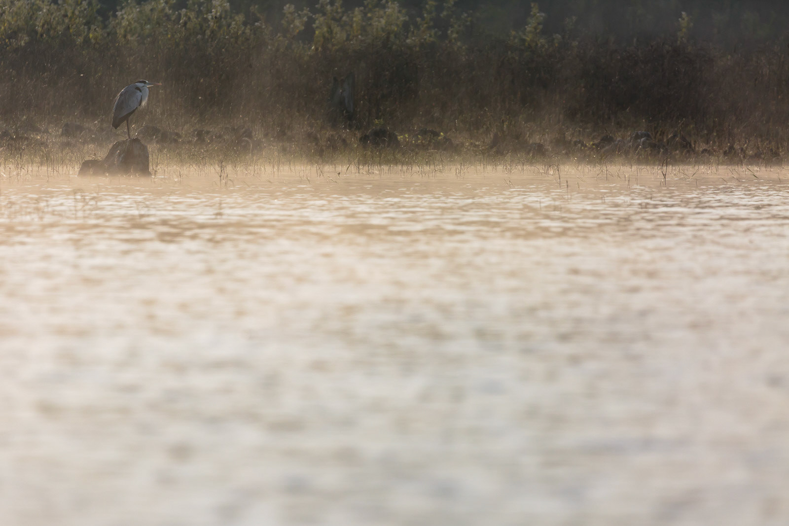 A grey Heron perched to fish at Bhadra Wildlife Sanctuary, Karnataka