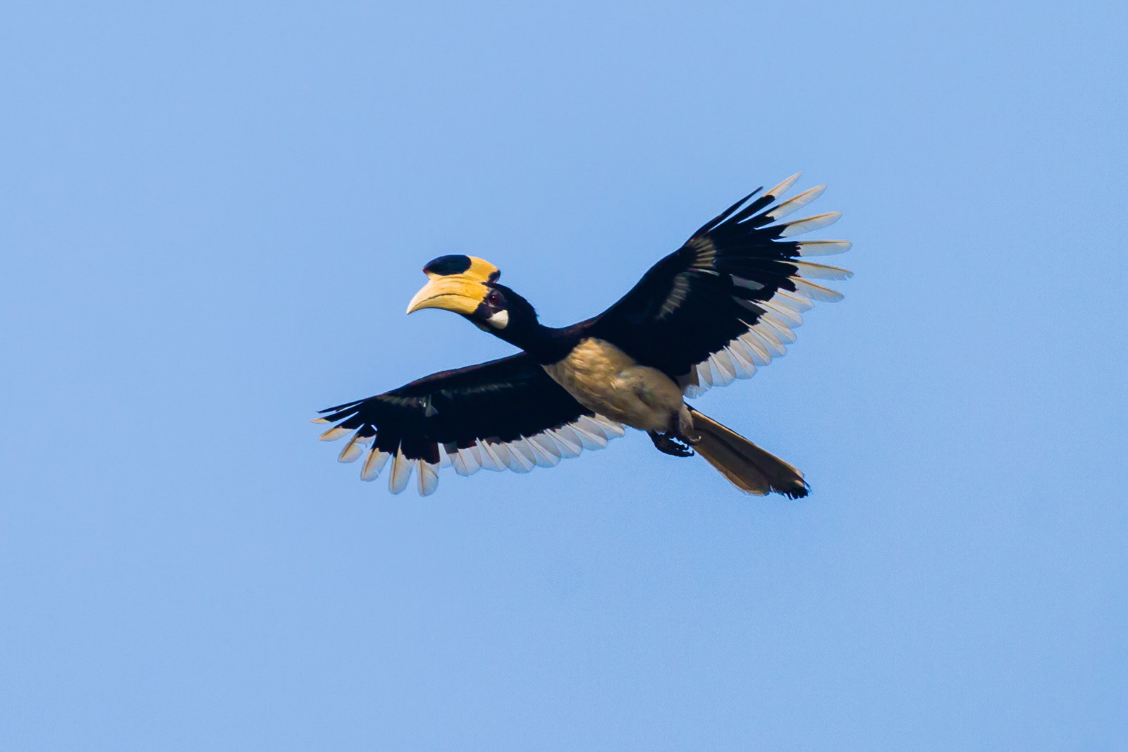 A Malabar Pied Hornbill captured in flight at Dandeli Wildlife Sanctuary, Karnataka