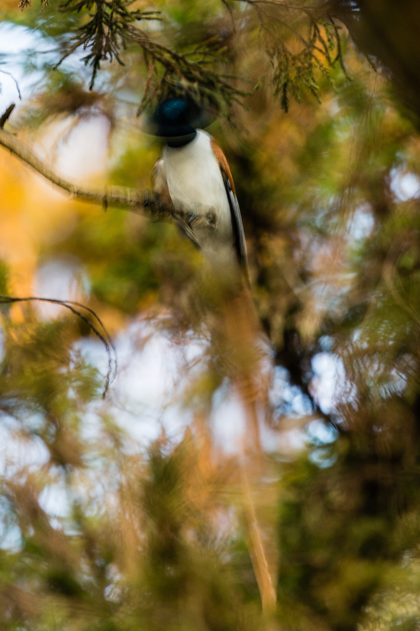 The light was low and the Rufous Asian Paradise-flycatcher is not one of those birds which is going to sit still.