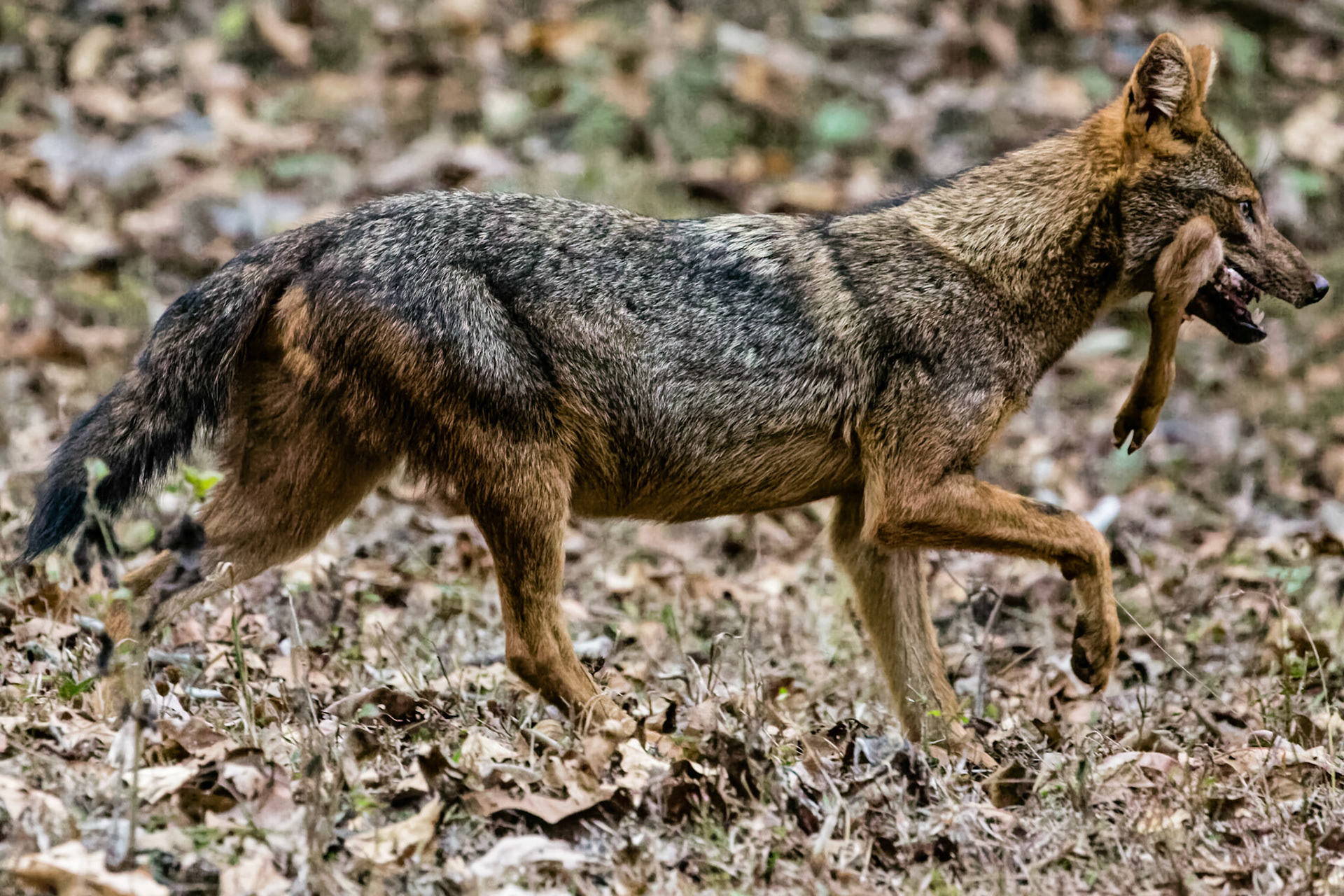 A Golden Jackal walks away with a deer leg. While we were all busy noticing the bee eaters on the left side of the jeep and noticed this guy late, I completely missed to compenstate for the correct exposure before pressing the shutter button.