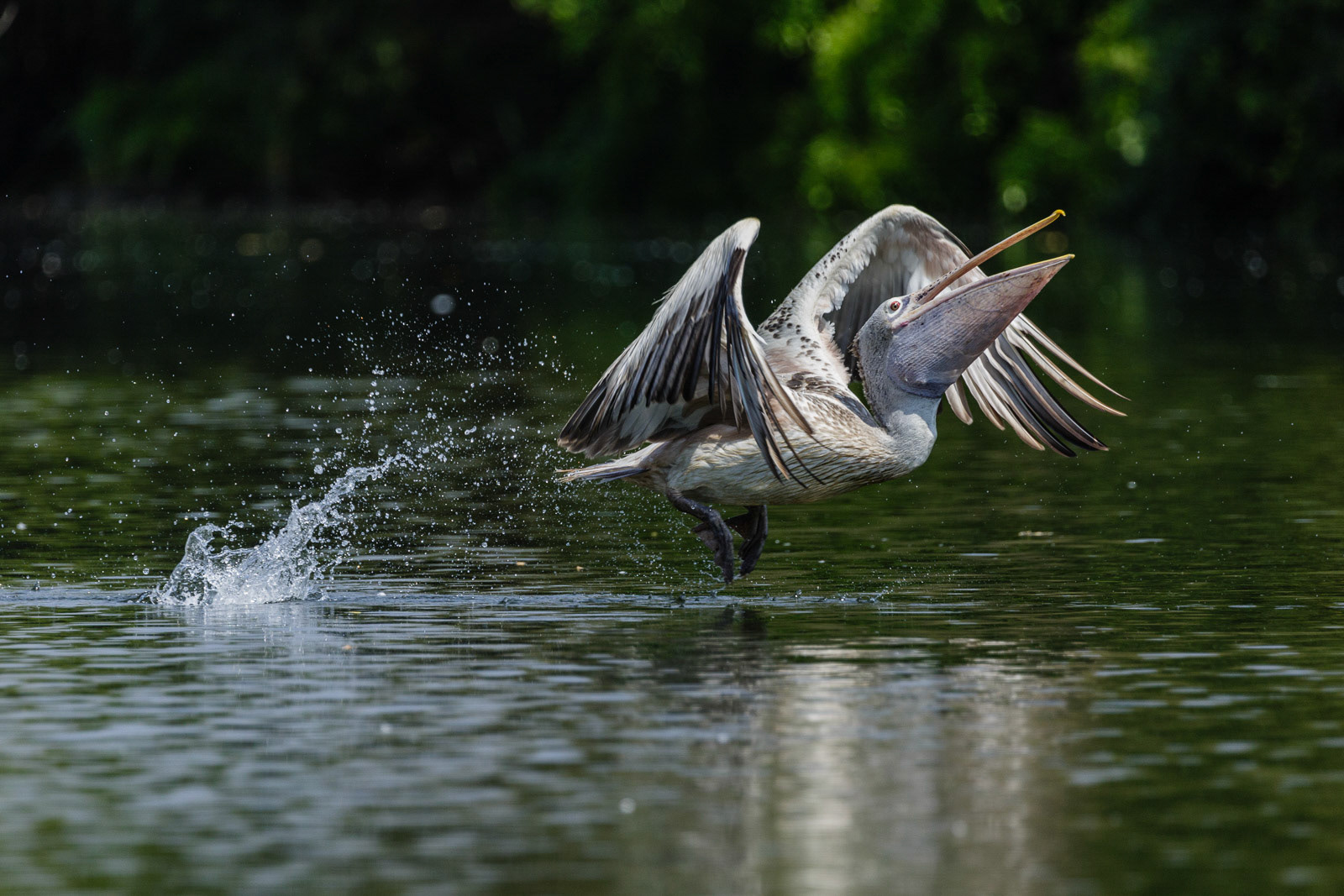 A Spot-Billed Pelican takes off after grazing the water surface. Captured at Ranganathittu, Karnataka.