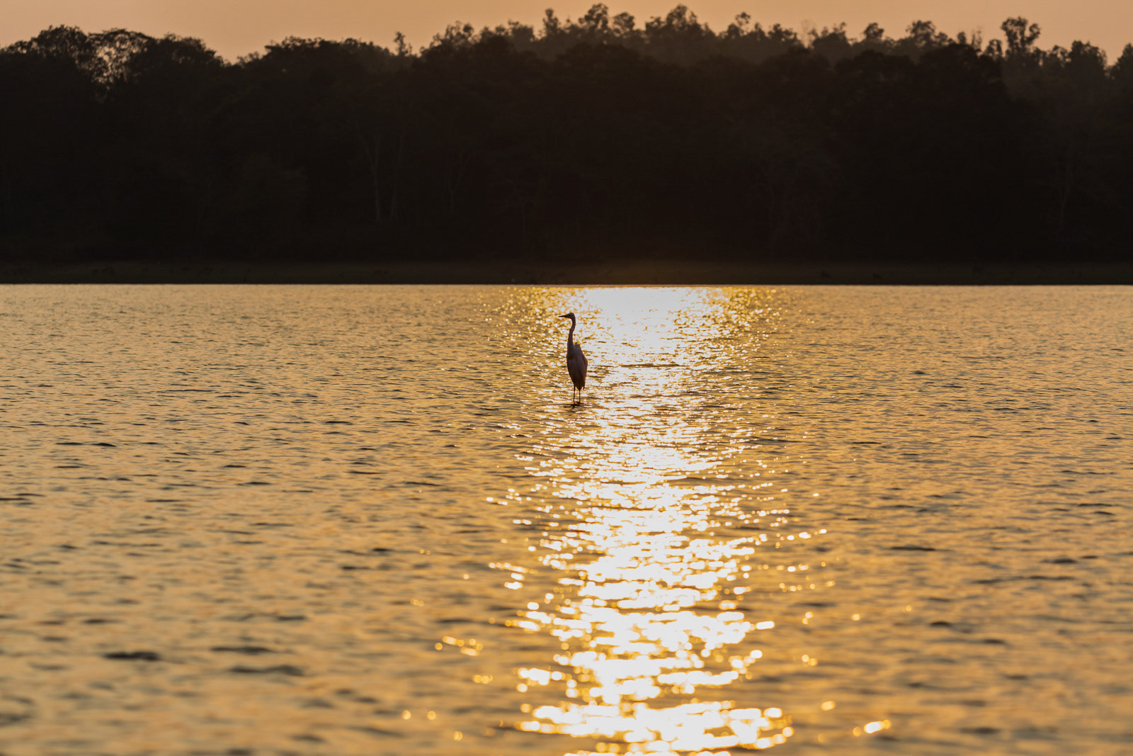 An egret silhouetted at Nagarhole National Park, Karnataka