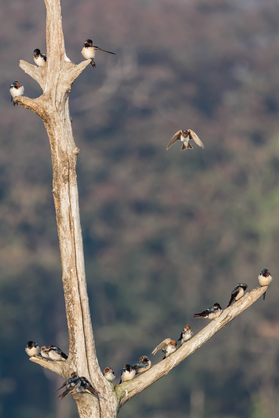 A Streak throated tries to fit in on a crowded branch at Bhadra Wildlife Sanctuary, Karnataka