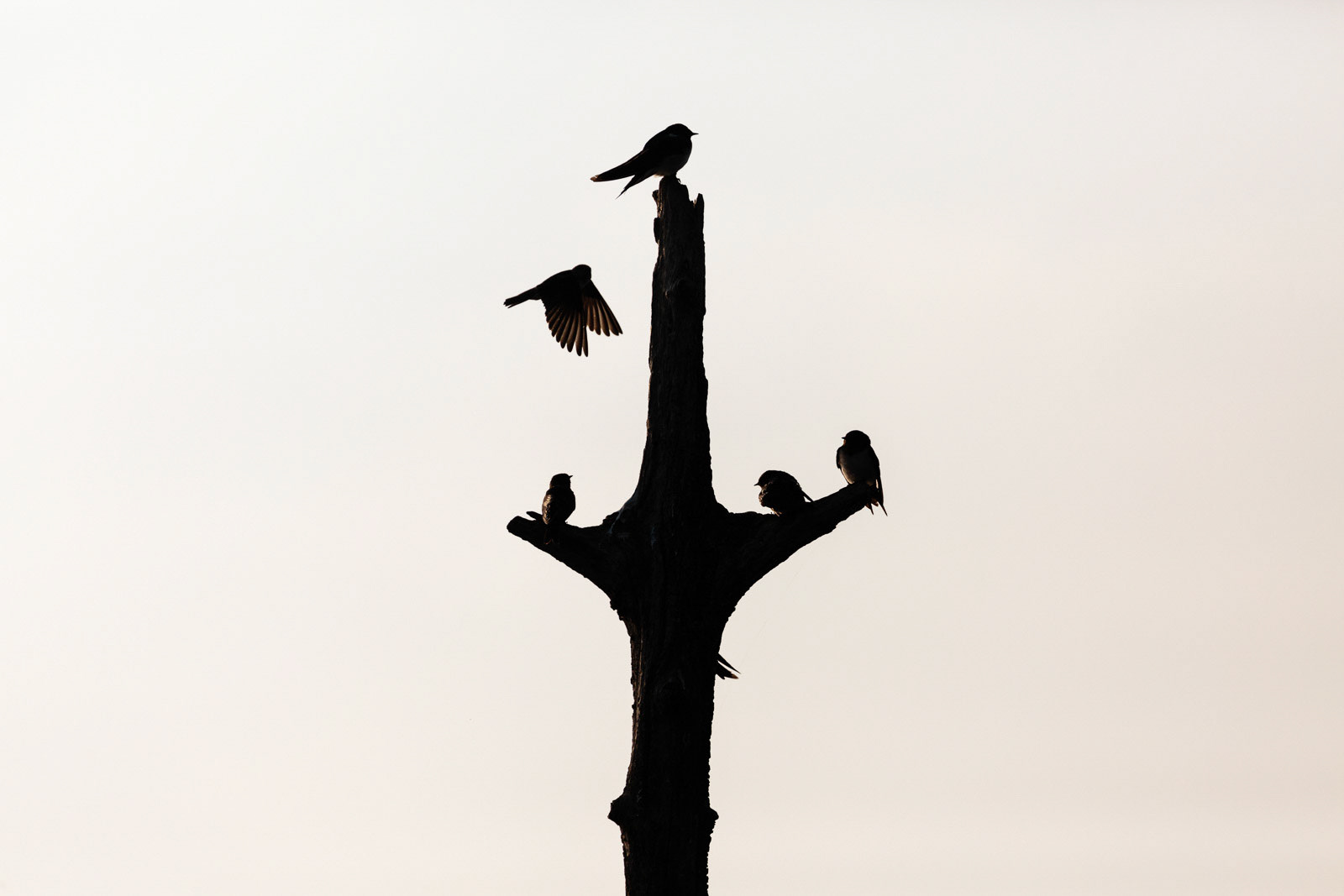 Streak throated swallows in the wee hours of the morning at Bhadra Wildlife Sanctuary, Karnataka