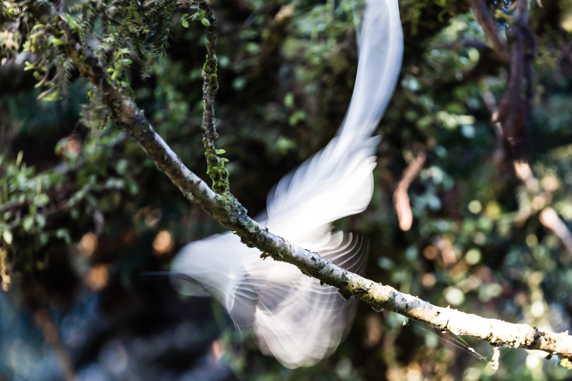 The white blur is the long tailed male Asian Paradise-flycatcher