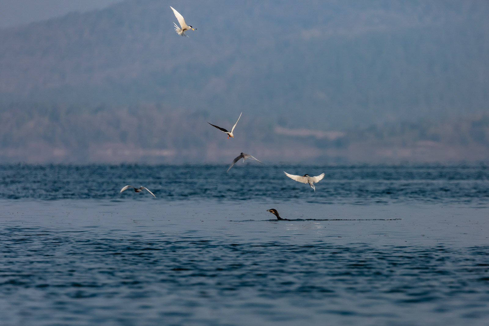 River terns try to steal a Cormorant's prey at Bhadra Wildlife Sanctuary, Karnataka