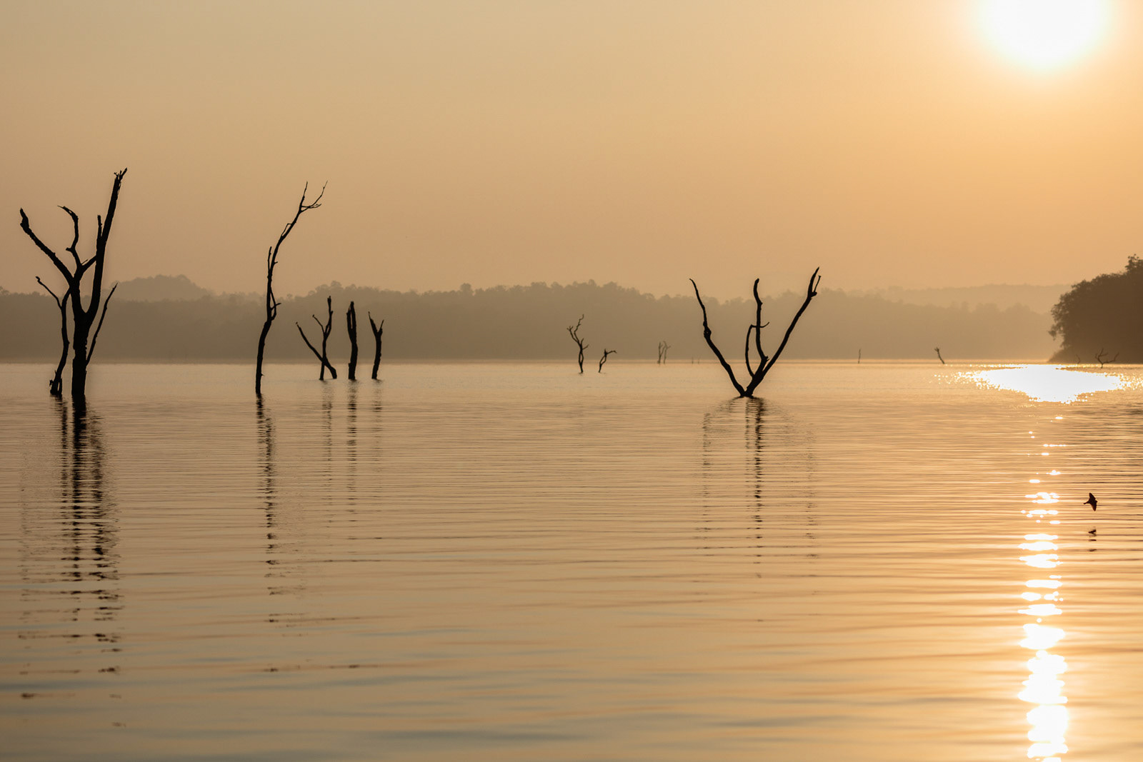 The sun rises at Bhadra Wildlife Sanctuary, Karnataka