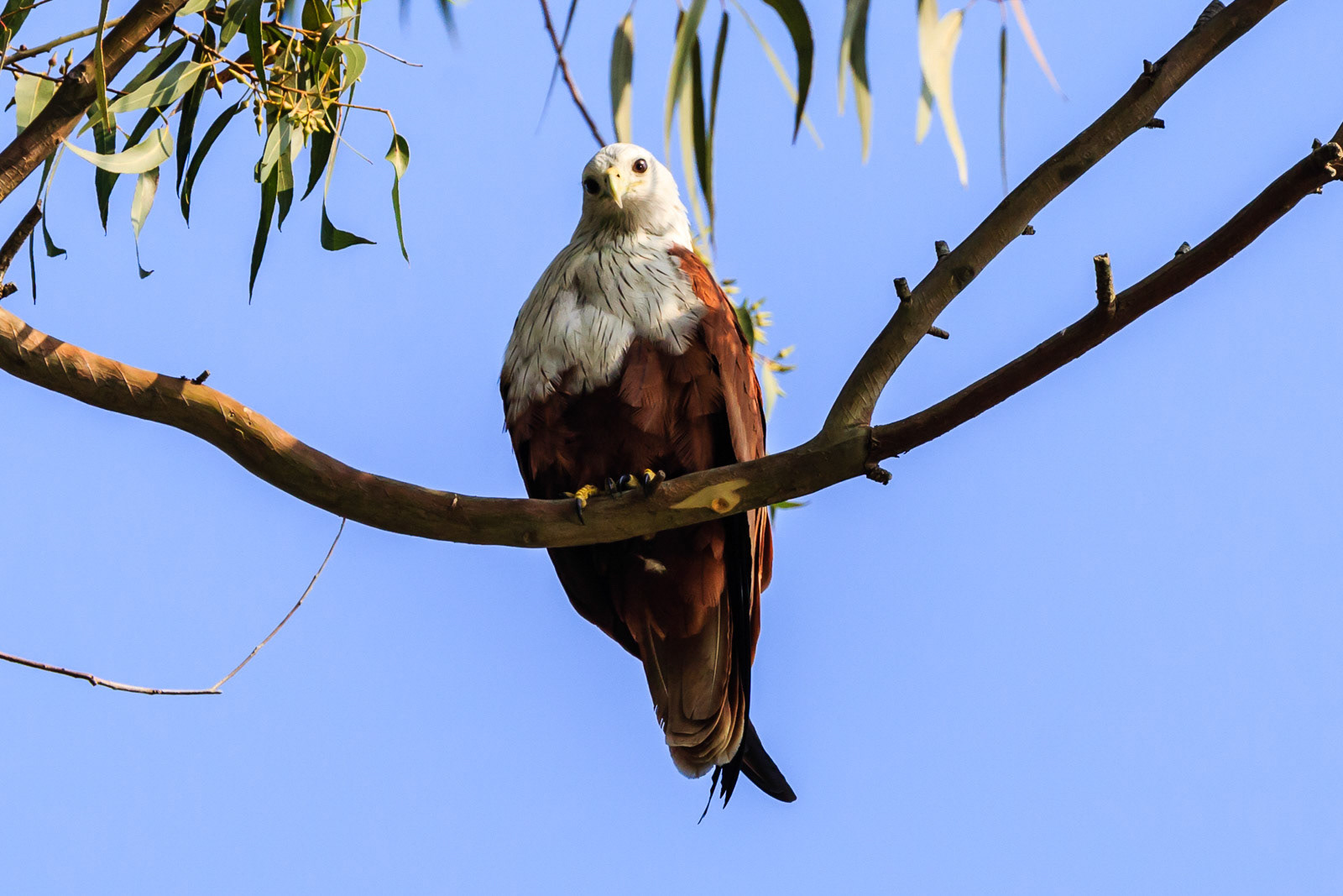 A Brahminy Kite perched on a tree spotted at BR Hills, Karnataka