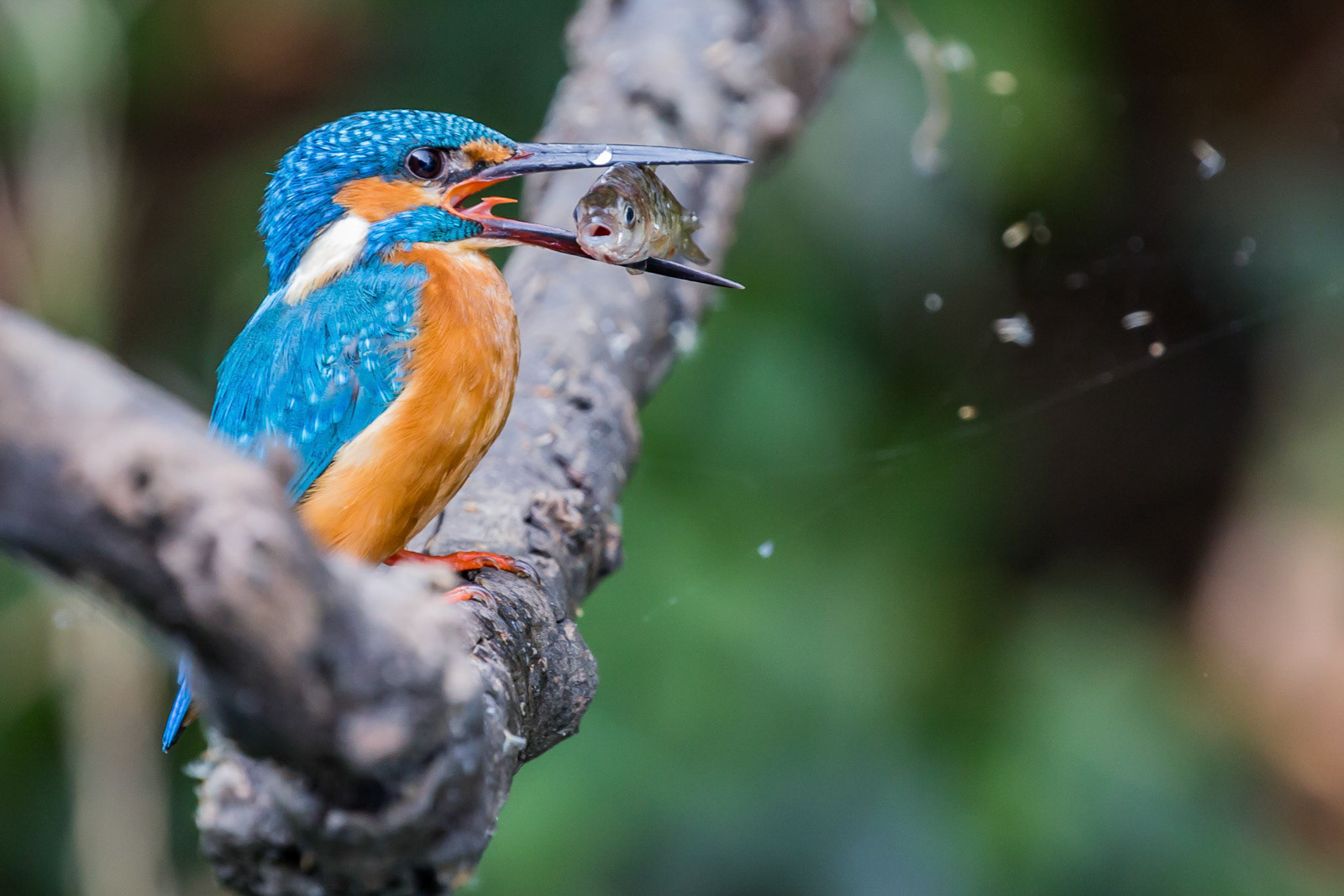 A common Kingfisher perched with its kill at Ranganathittu, Karnataka.