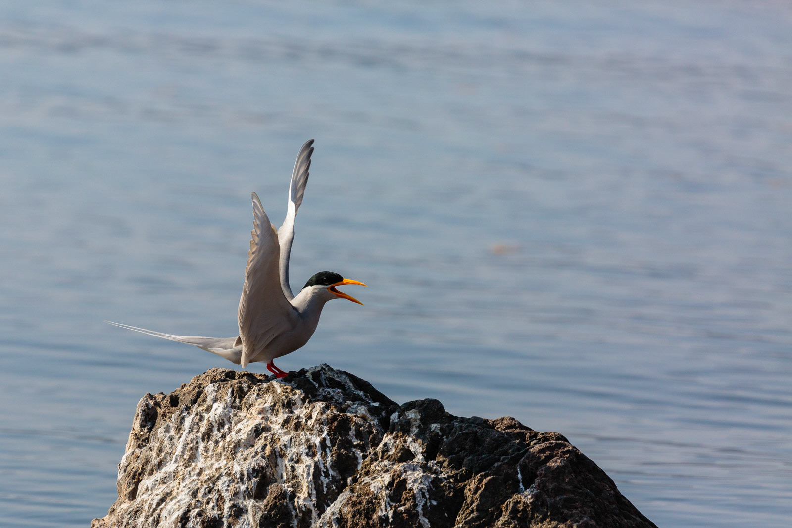 A river tern cries out loud at Bhadra Wildlife Sanctuary, Karnataka