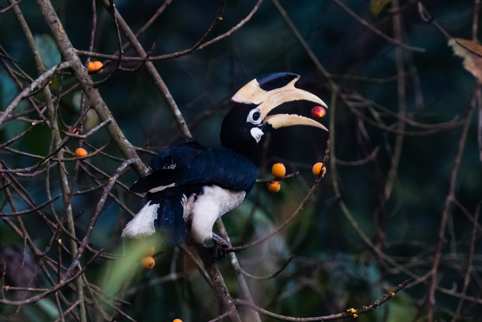 A Malabar Pied Hornbill captured about to eat a fruit at Dandeli Wildlife Sanctuary, Karnataka