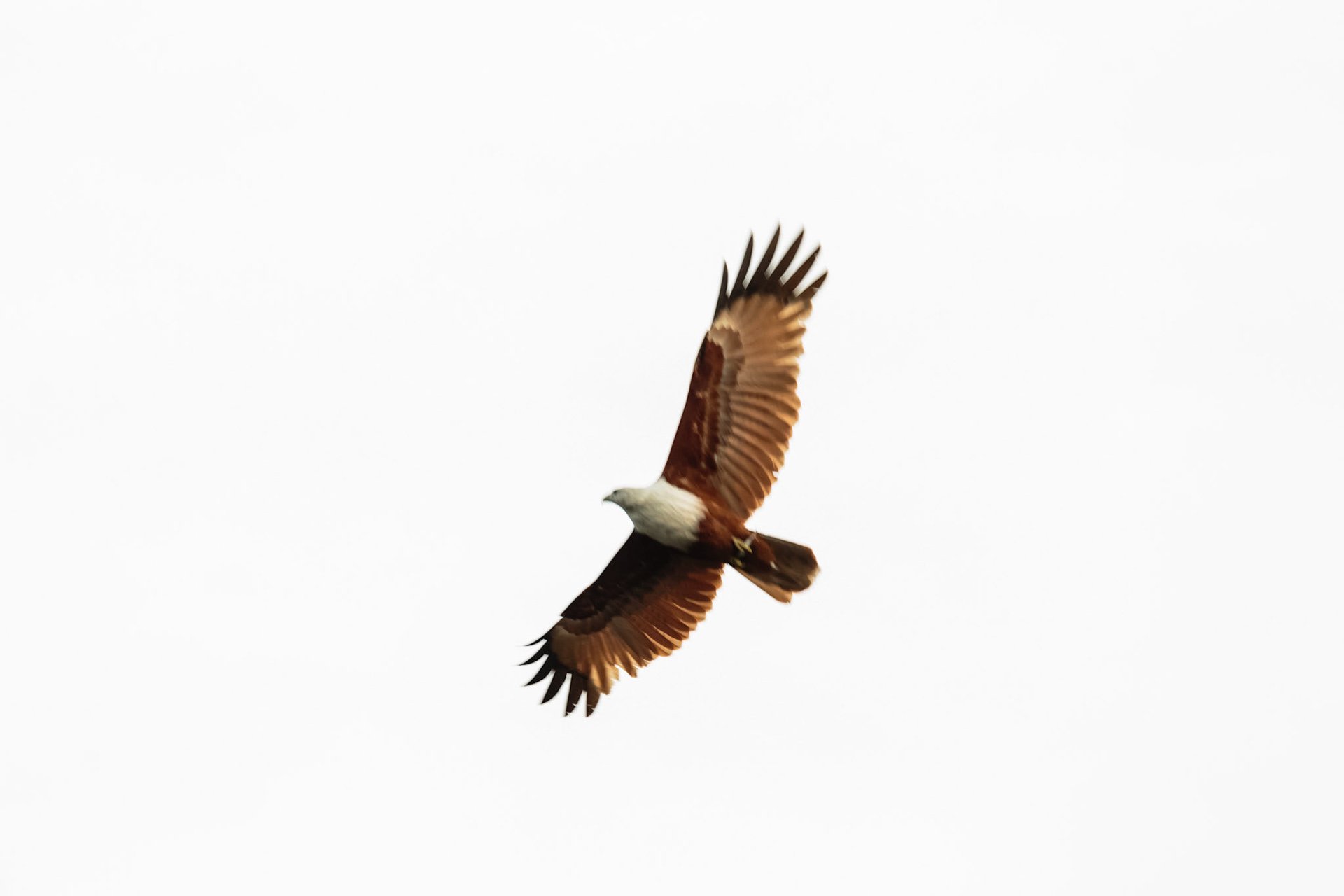 An abstract shot of Brahminy Kite. This was taken for use in the game of "Guess the Bird".