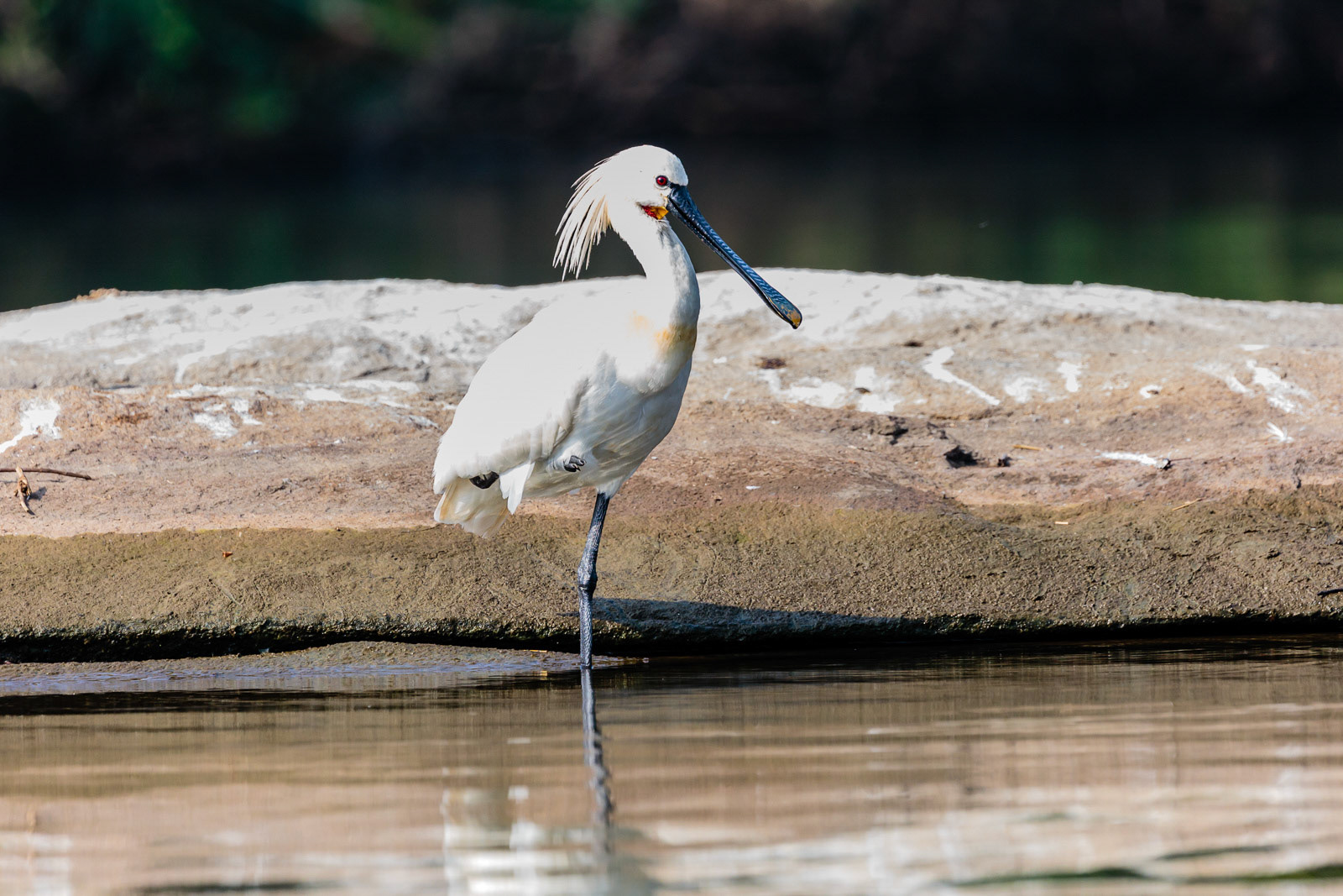 A Eurasian Spoonbill waits for the hunt  at Ranganathittu, Karnataka.