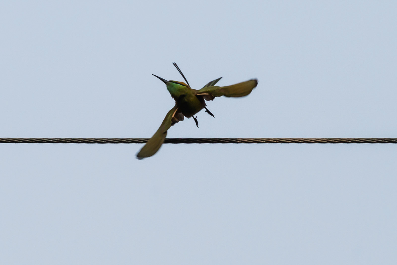 A Green Bee Eater takes off at Dandeli Wildlife Sanctuary, Karnataka